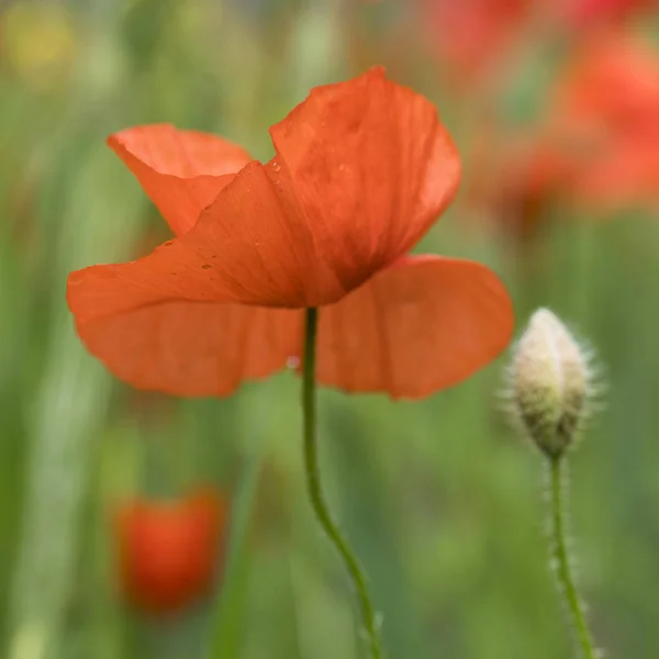 Vértes piros mák virág, zöld nyári területén — Stock Fotó