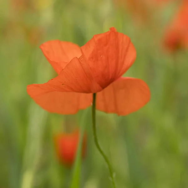 Closeup of red poppy flower in green summer field — Stock Photo, Image