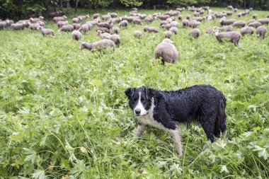 küçük yeşil çimenli orman çayırda siyah beyaz koyun koyun içinde belgili tanımlık geçmiş ile