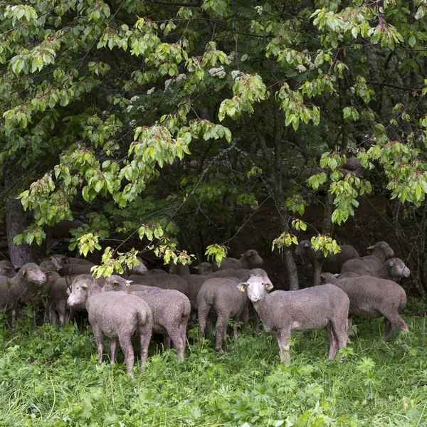 Schapen op grazige weide in de buurt van bos in nationaal park des ecrins in de Franse haute provence — Stockfoto