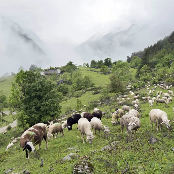 Ovelhas em montanhas do parque nacional des ecrins nos alpes franceses de alta provence — Fotografia de Stock