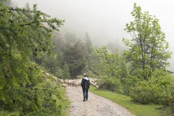 Ovejas y pastores en camino sin pavimentar en las montañas del parque nacional des ecrins en los alpes franceses de haute provence —  Fotos de Stock