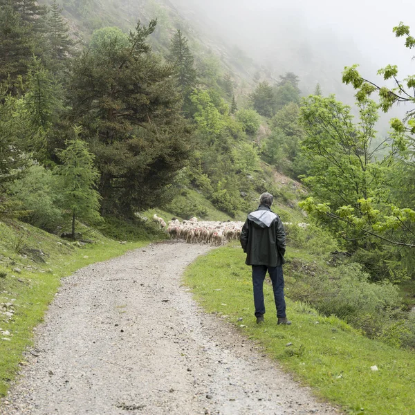 Ovejas y pastores en camino sin pavimentar en las montañas del parque nacional des ecrins en los alpes franceses de haute provence —  Fotos de Stock