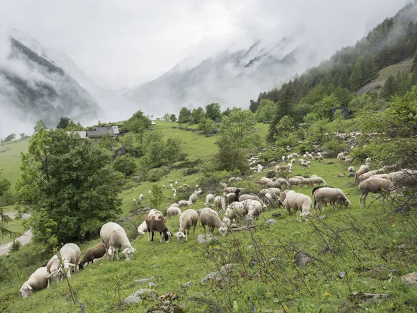 Ovelhas em montanhas do parque nacional des ecrins nos alpes franceses de alta provence — Fotografia de Stock