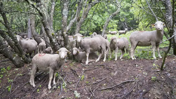 Вівці на трав'янистому лузі біля лісу в національному парку des ecrins у французькій прованс — стокове фото