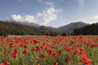 Kırmızı haşhaş Fransız provence kırsal alanlarla
