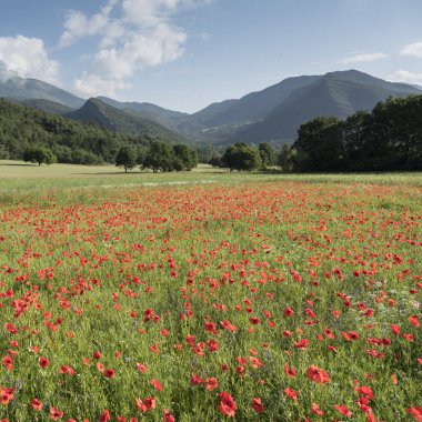 Kırmızı haşhaş Fransız provence kırsal alanlarla