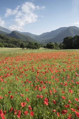 Kırmızı haşhaş Fransız provence kırsal alanlarla
