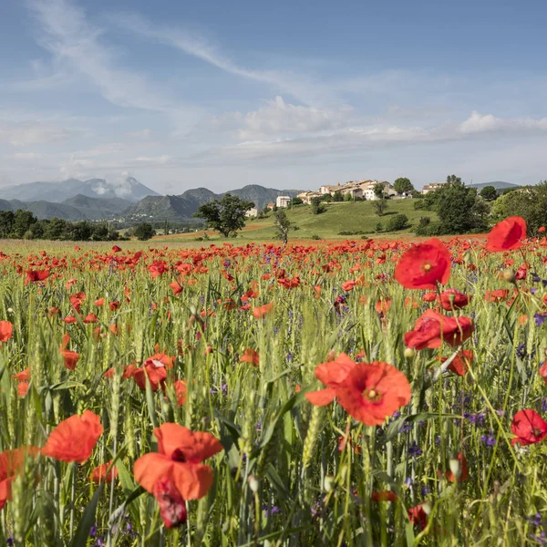 Kırmızı haşhaş dolu ve Fransız Provence tepede eski köy yakınındaki diğer yaz çiçek alan