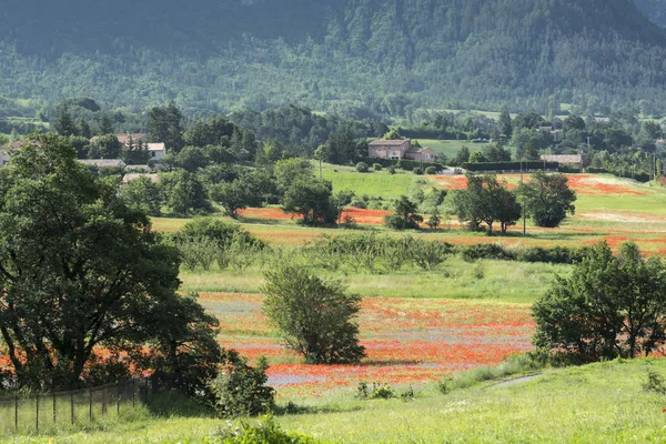 Felder mit rotem Mohn in der französischen Provence — Stockfoto