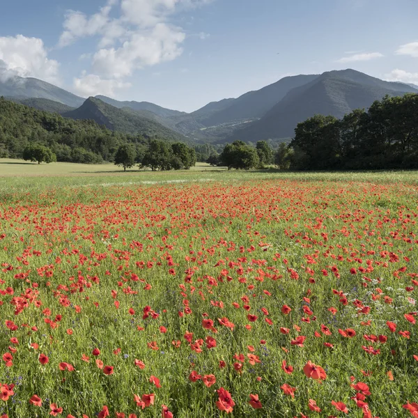 Kırmızı haşhaş Fransız provence kırsal alanlarla