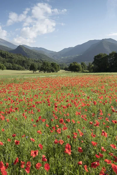 Kırmızı haşhaş Fransız provence kırsal alanlarla