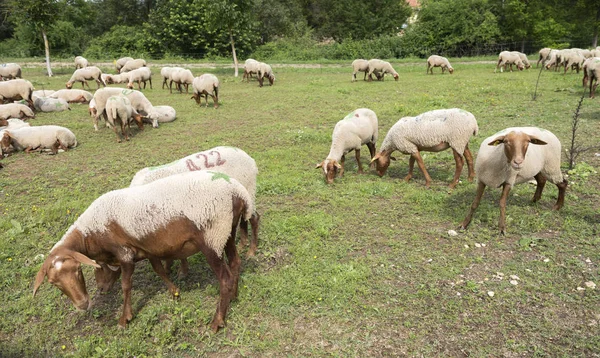 フランスのプロヴァンス地域の農場の近くをかすめる茶色と白羊の群れ — ストック写真