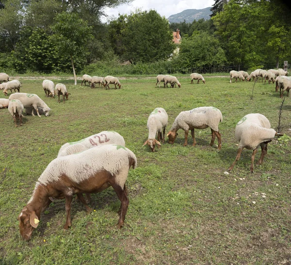 Κοπάδι από καφέ και λευκό πρόβατο βόσκει κοντά στο αγρόκτημα στην Γαλλική περιοχή provence — Φωτογραφία Αρχείου