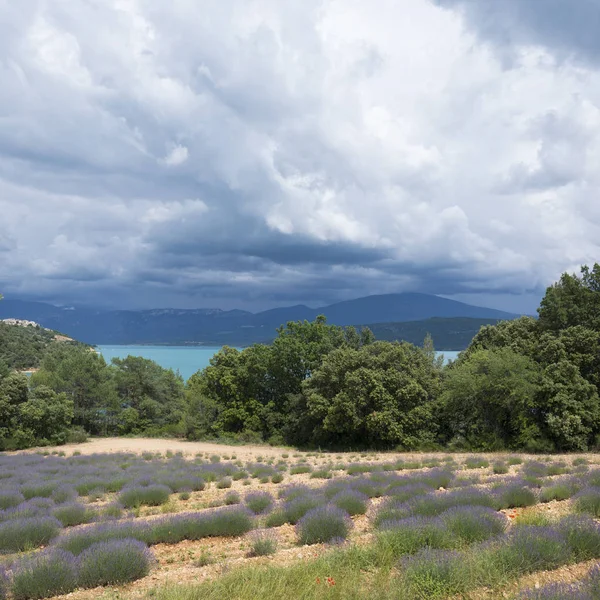 Floración lavanda en la orilla del lago sainte croix en la provence francesa — Foto de Stock