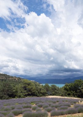Lavanta Gölü sainte Croix Fransız Provence kıyısında çiçekli