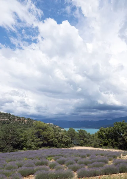 Lavanta Gölü sainte Croix Fransız Provence kıyısında çiçekli