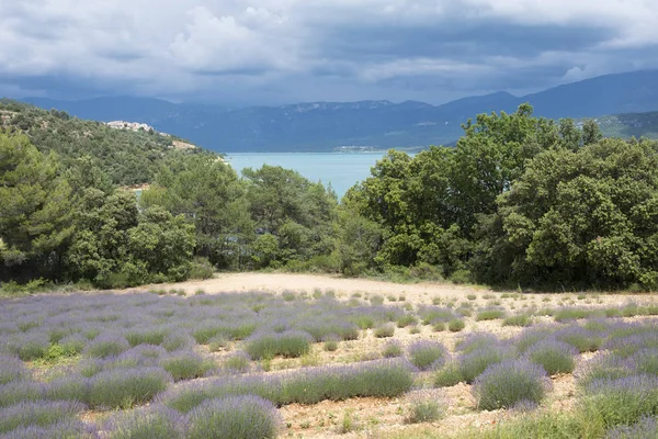 Floración lavanda en la orilla del lago sainte croix en la provence francesa — Foto de Stock