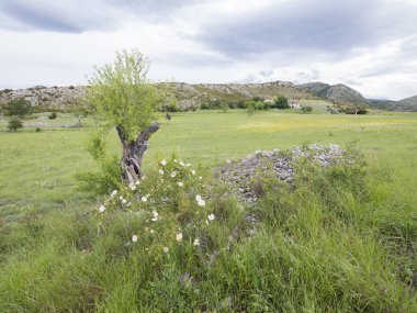 yaz çiçekler ve ağaçlar gorges de verdon Provence yakınındaki yüksek uçakta ile manzara