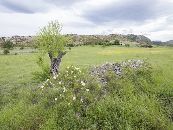 yaz çiçekler ve ağaçlar gorges de verdon Provence yakınındaki yüksek uçakta ile manzara