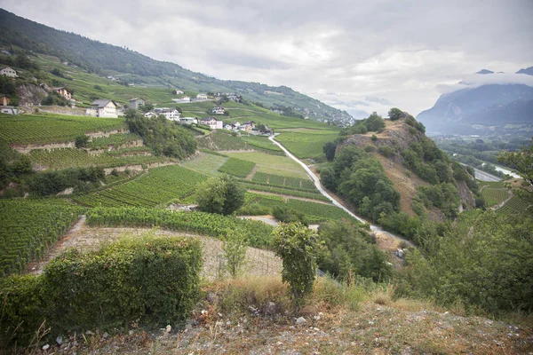 Landscape with vineyards in the the swiss county of wallis or valais — Stock Photo, Image