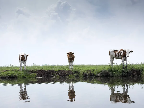 Rode en witte kalveren in groen grazige weide weerspiegeld in water van Nederlandse kanaal in Nederland — Stockfoto