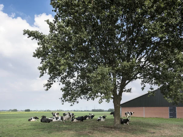 Vacas blancas y negras en prado holandés bajo un gran árbol cerca de la granja en Holanda —  Fotos de Stock