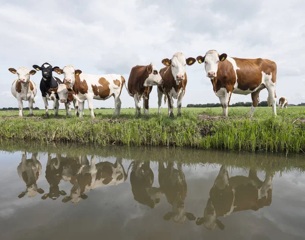 Groep van jonge rode en witte koeien weerspiegeld in water van Nederlandse kanaal in Nederland — Stockfoto