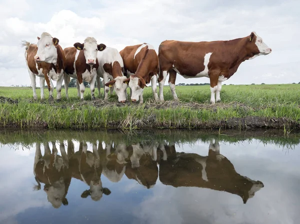 Grupa młodych czerwonych i białych krów odbite w wodzie holenderskich kanałach w Holandii — Zdjęcie stockowe