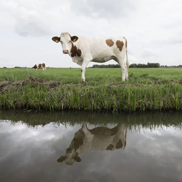 Młode krowy stoi w zielony łąka trawiasta i znajduje odzwierciedlenie w wodzie kanału w Holandii — Zdjęcie stockowe