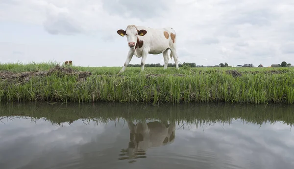 Jonge koe staat in groen grazige weide en komt tot uiting in water van kanaal in Nederland — Stockfoto