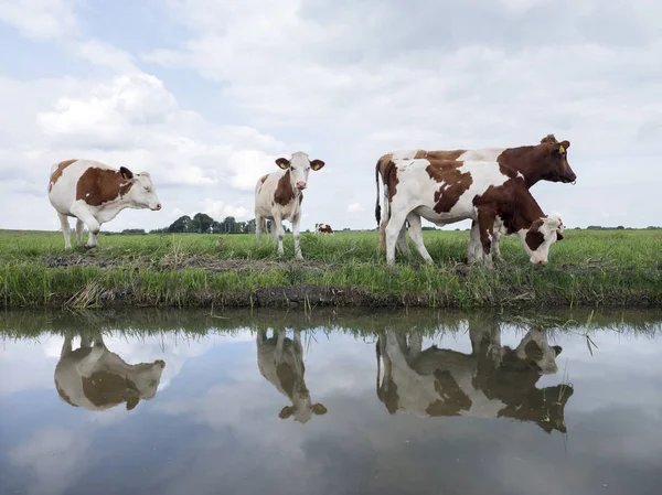 Groep van jonge rode en witte koeien weerspiegeld in water van Nederlandse kanaal in Nederland — Stockfoto