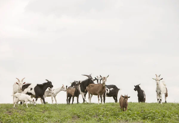 Group of goats on green grassy dike in holland — Stock Photo, Image