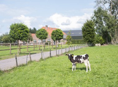 veenendaal yakınındaki Hollanda Hollanda çiftlik önünde siyah beyaz buzağı