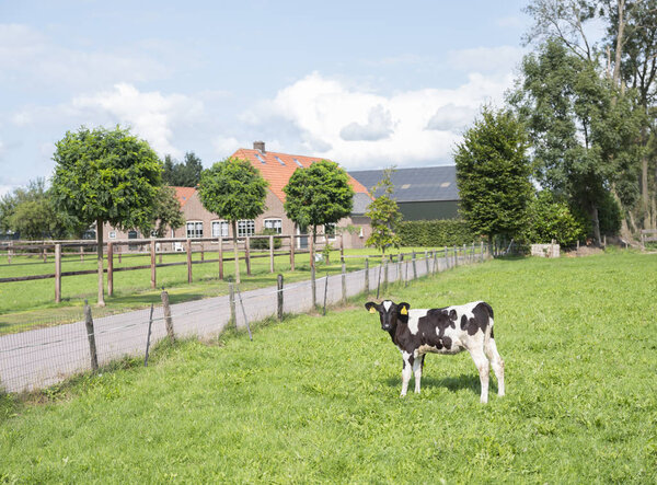 черный и белый теленок перед голландской фермой в низинах возле Veenendaal
