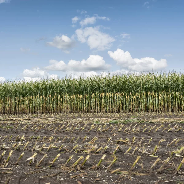 Majsfält i holland under skörden under blå himmel och vita moln — Stockfoto