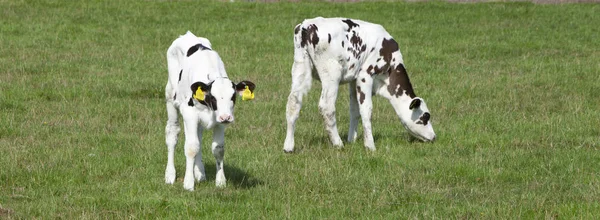 Pâturage Veaux Noirs Blancs Dans Une Prairie Verte Herbeuse Été — Photo