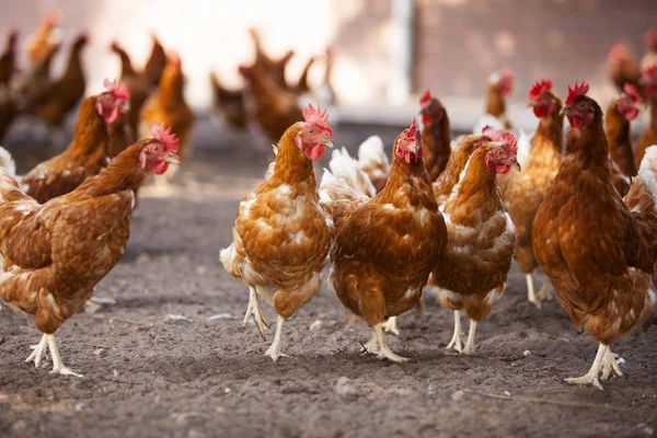 Frangos marrons de perambulação livre em fazenda orgânica nas terras baixas perto de scherpenzeel na província de utrecht — Fotografia de Stock