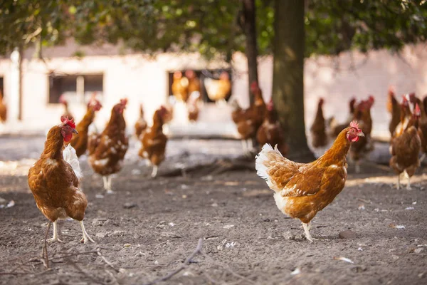 Pollos pardos itinerantes libres en la granja orgánica en los Países Bajos cerca de scherpenzeel en la provincia de utrecht — Foto de Stock