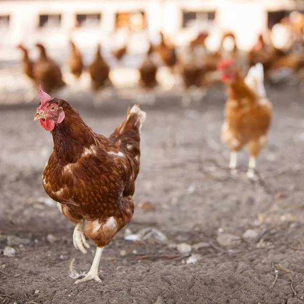 Pollos pardos itinerantes libres en la granja orgánica en los Países Bajos cerca de scherpenzeel en la provincia de utrecht — Foto de Stock