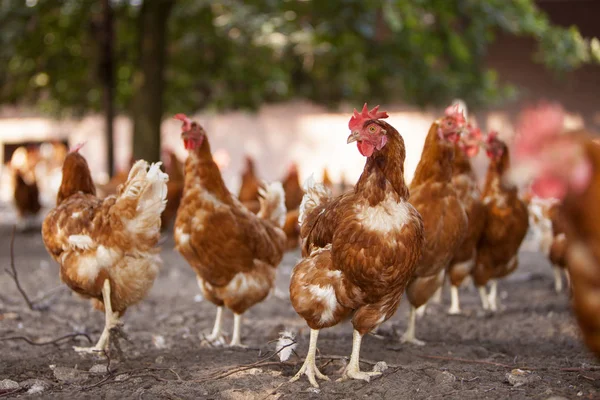 Free roaming brown chickens on organic farm in the netherlands near scherpenzeel in the province of utrecht — Stock Photo, Image