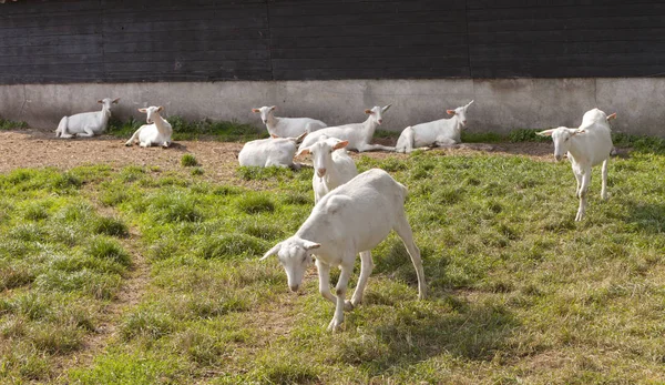 부 덴버 그 근처 네덜란드, 위트레흐트에서 염소 농장에서 헛간 근처 초원에 하얀 염소 — 스톡 사진