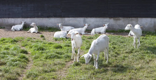 Білі кози на лузі біля сараю на козячій фермі в околицях Вуденберга і Утрехта — стокове фото