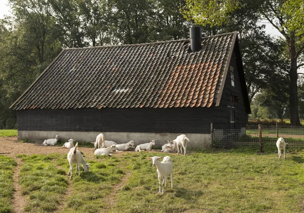 Białe kozy w łące w pobliżu stodoła na farmie kóz w Holandii w pobliżu woudenberg i utrecht — Zdjęcie stockowe