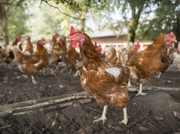 Pollos pardos itinerantes libres en la granja orgánica en los Países Bajos cerca de scherpenzeel en la provincia de utrecht — Foto de Stock