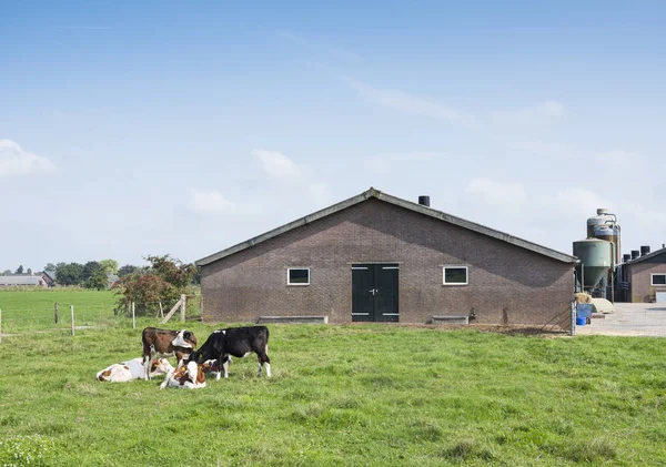 Vitelos no prado perto da exploração agrícola na província holandesa de utrecht perto de scherpenzeel e veenenendaal — Fotografia de Stock