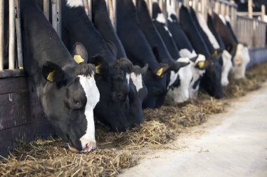 siyah ve beyaz holstein inek Hollanda'da Hollandalı çiftlikte ahır içinde beslemek