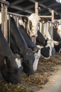 siyah ve beyaz holstein inek Hollanda'da Hollandalı çiftlikte ahır içinde beslemek
