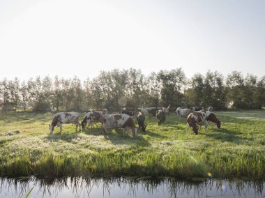 Holstein inek Hollanda'da kanalınkıyısında sabah erken çayırda
