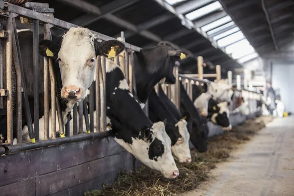 Чорно-білі гольштейнські корови харчуються всередині сараю на голландській фермі — стокове фото